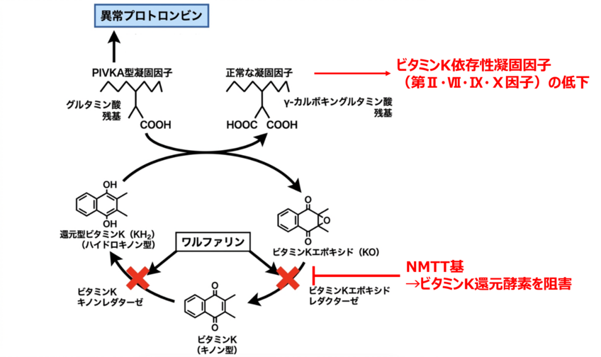 図2. NMTT基と出血傾向の機序 (i)ビタミンK(VitK)サイクル.png