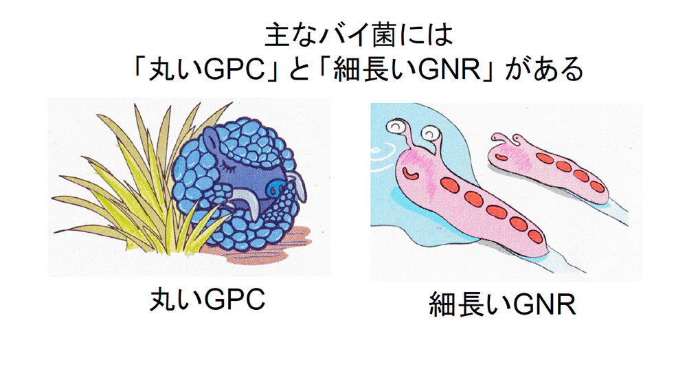 主なバイ菌には「丸いGPC」と「細長いGNR」がある